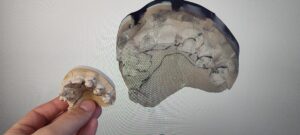 projekt szkieletu 3D 1